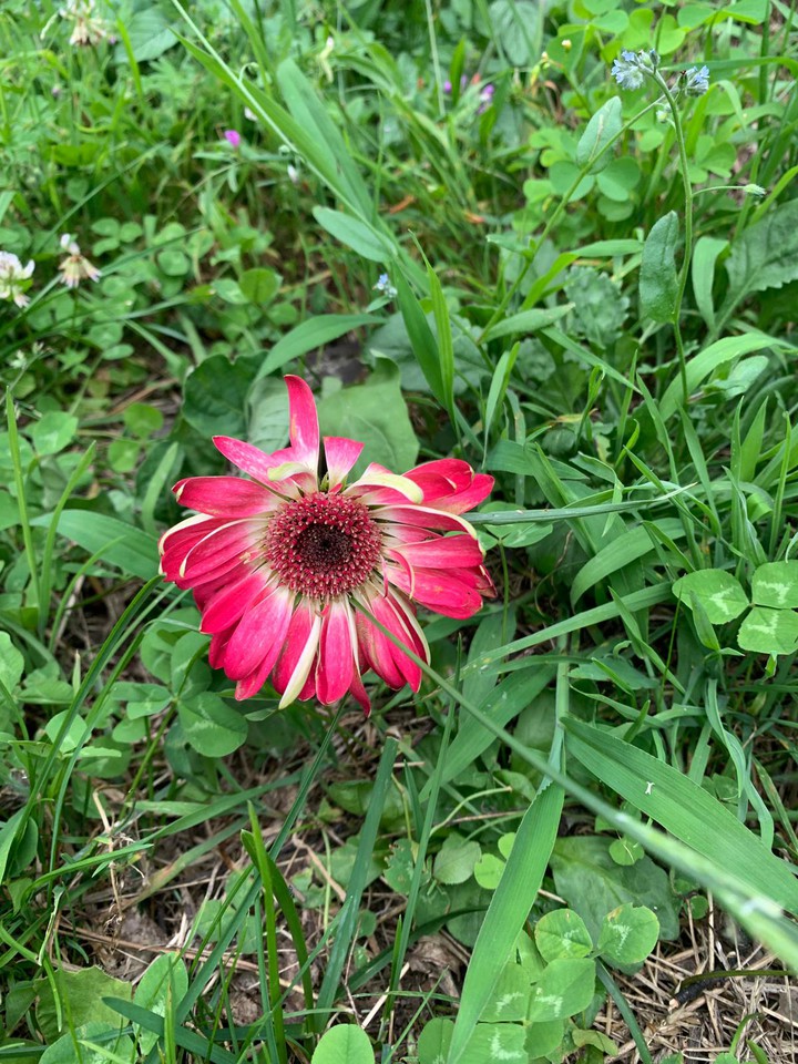 fiori