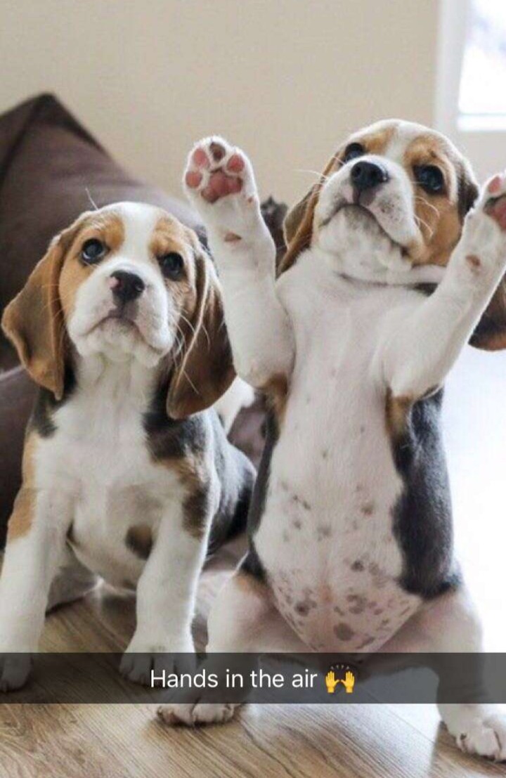 puppy 