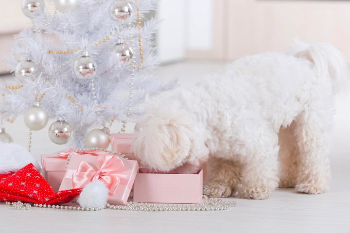 Christmas Tree, Gifts & Bolognese Dogs