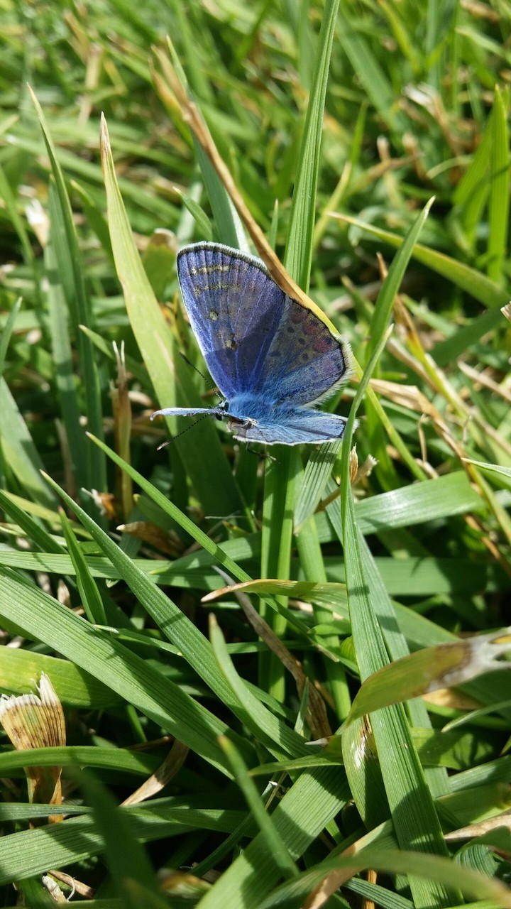 butterfly