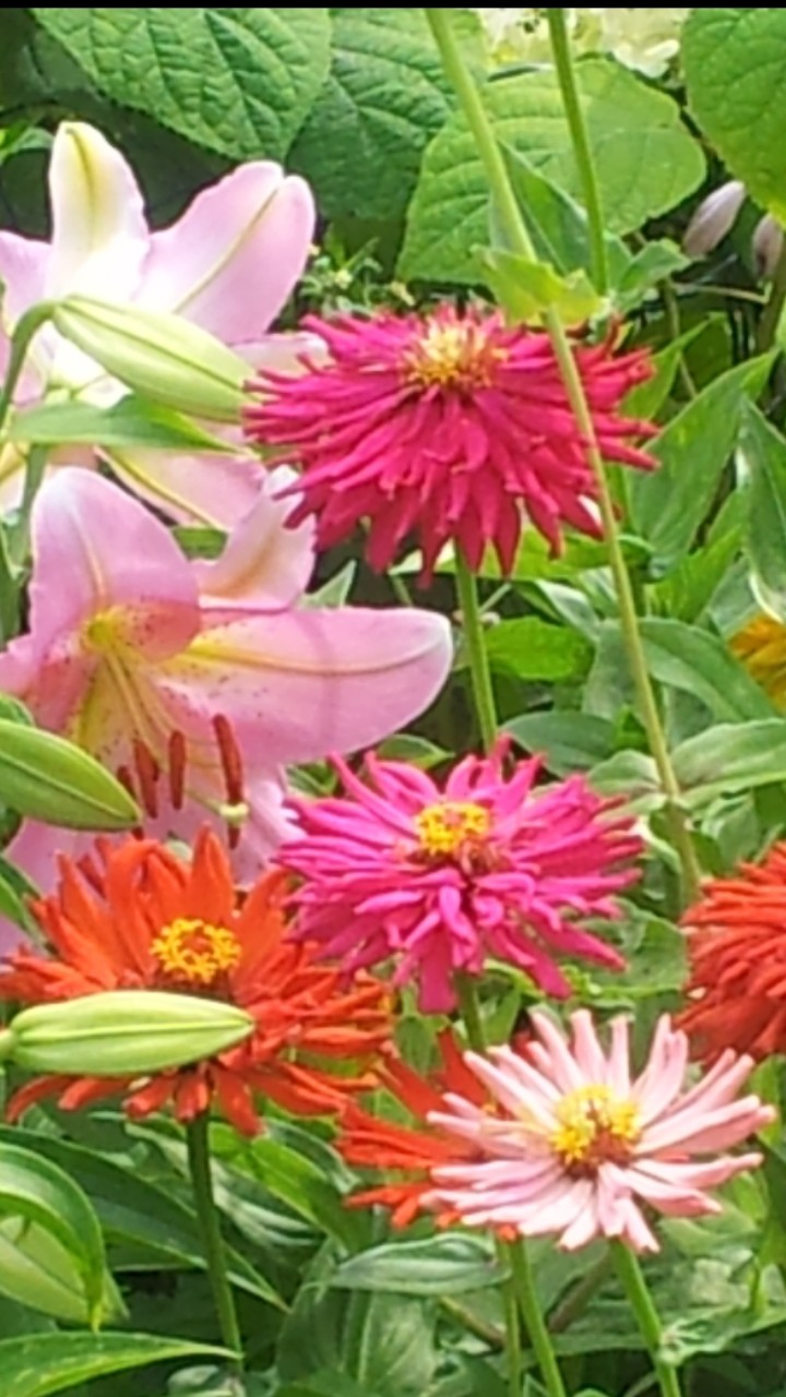 Garden 2