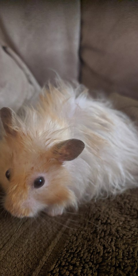 hamster peludo