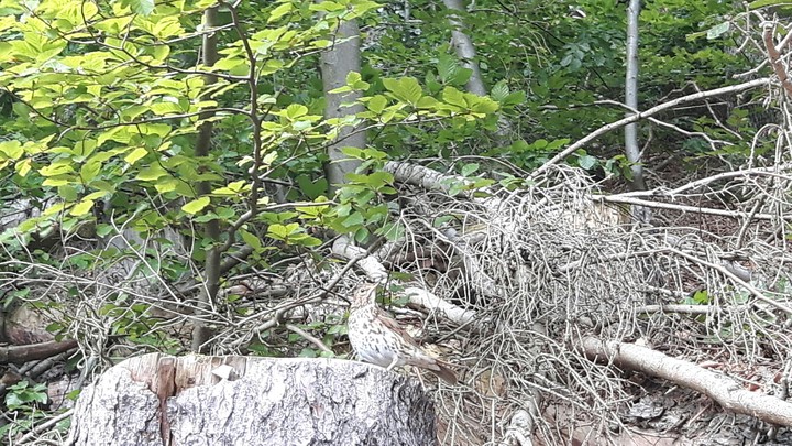 Tiere