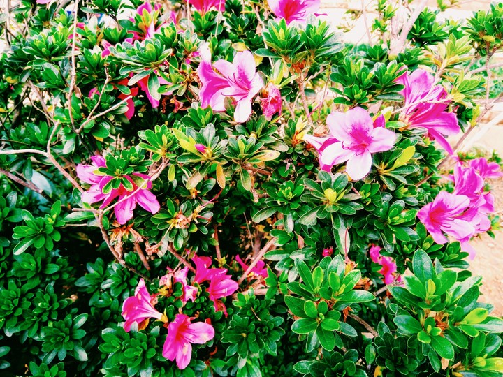 Hibiscus flowers
