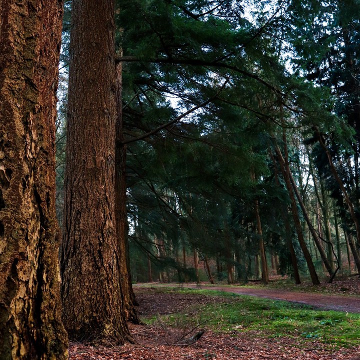 forest
