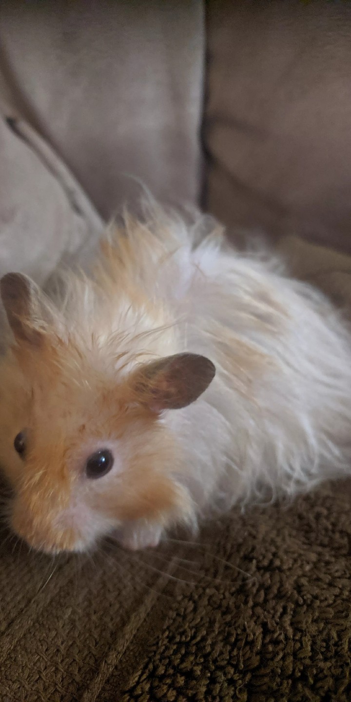 hamster peludo