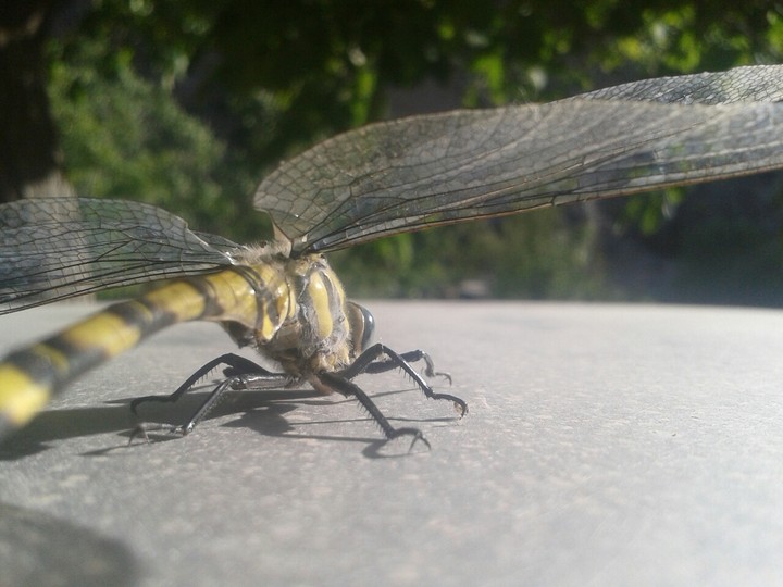insect