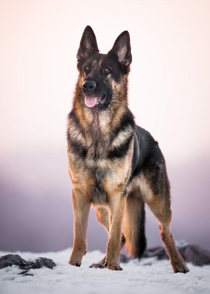 Shepard
