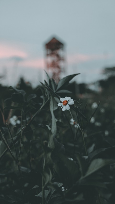 Little Flower?