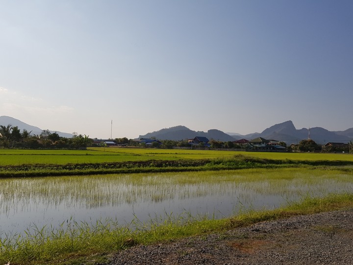 rice fields