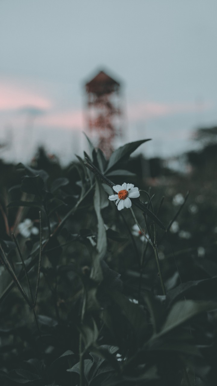 Little Flower?