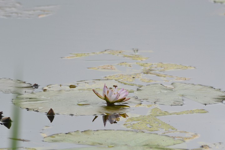 Waterlily