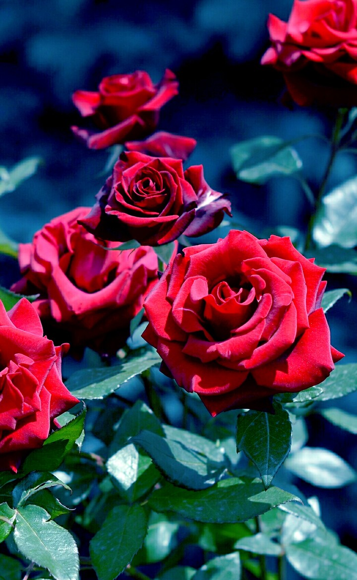roses....