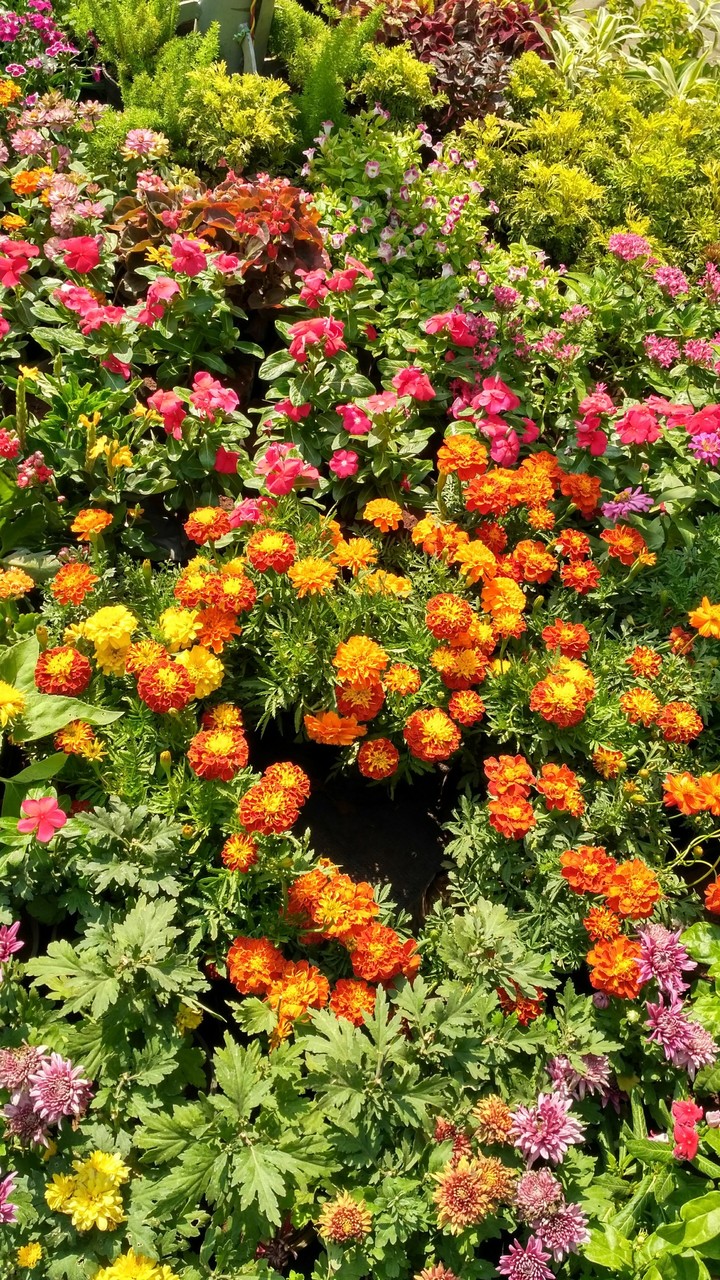 Colorful flowers