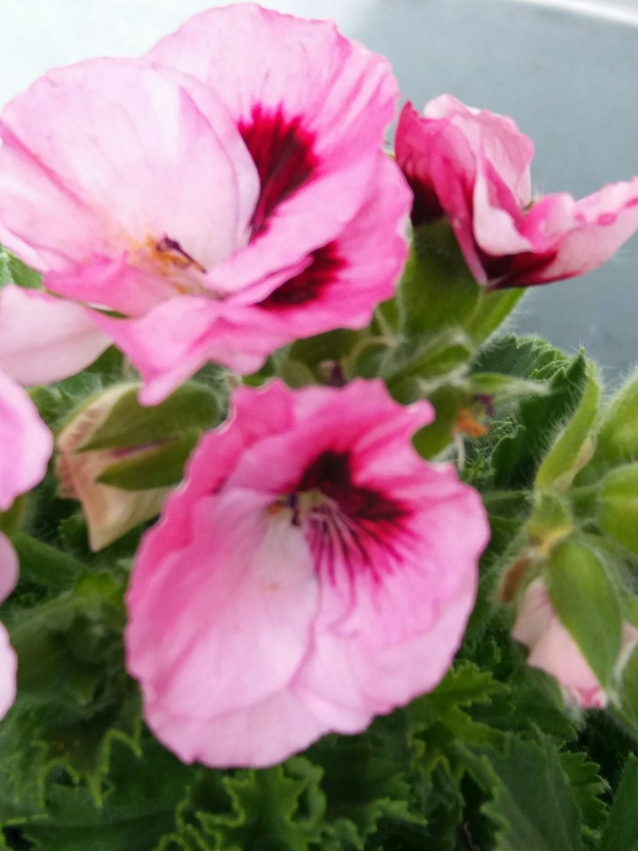Pink flower ;)
