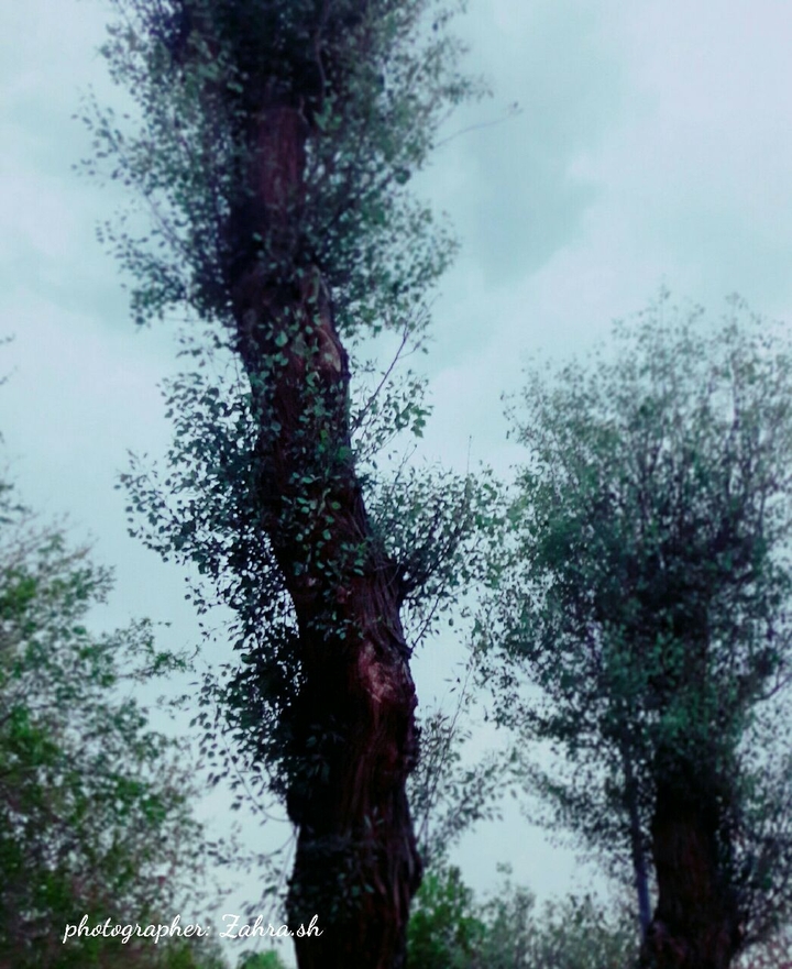 tree