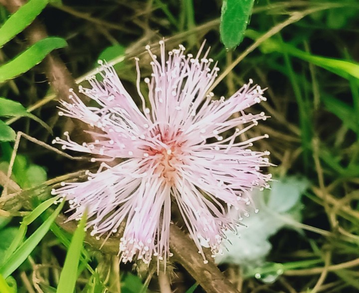 pink flower