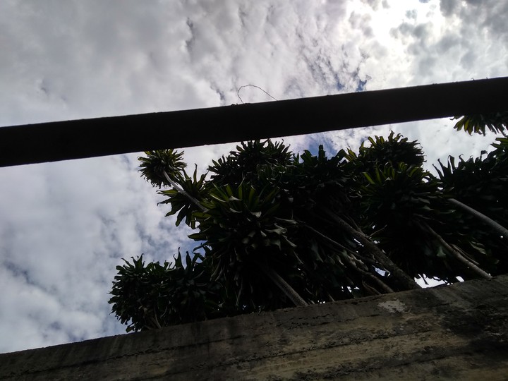 Árvores ente o céu e o concreto