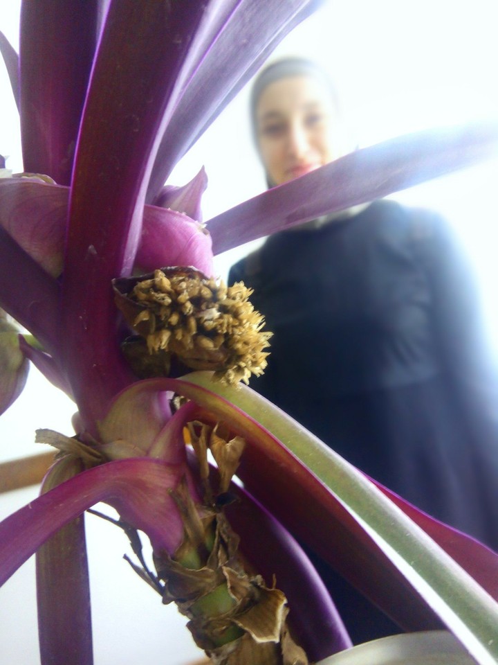 plant