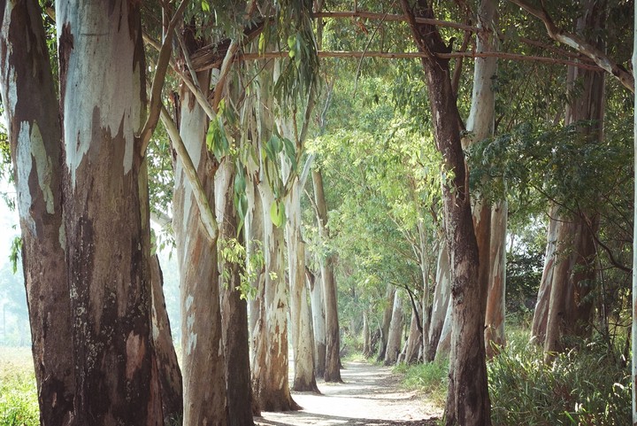 tree