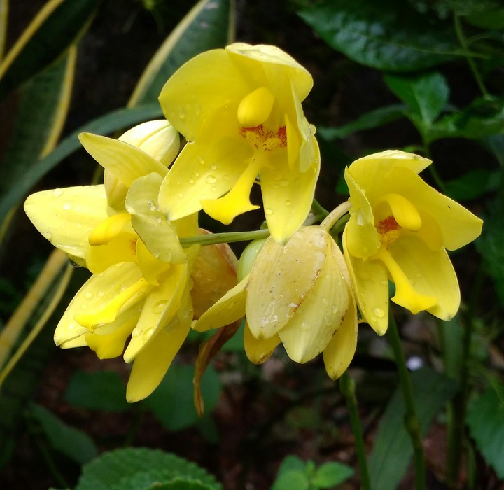 orchid