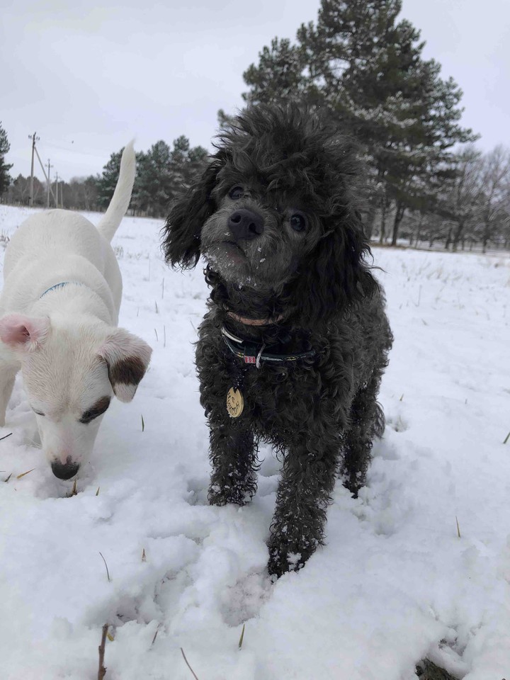 puppy’s