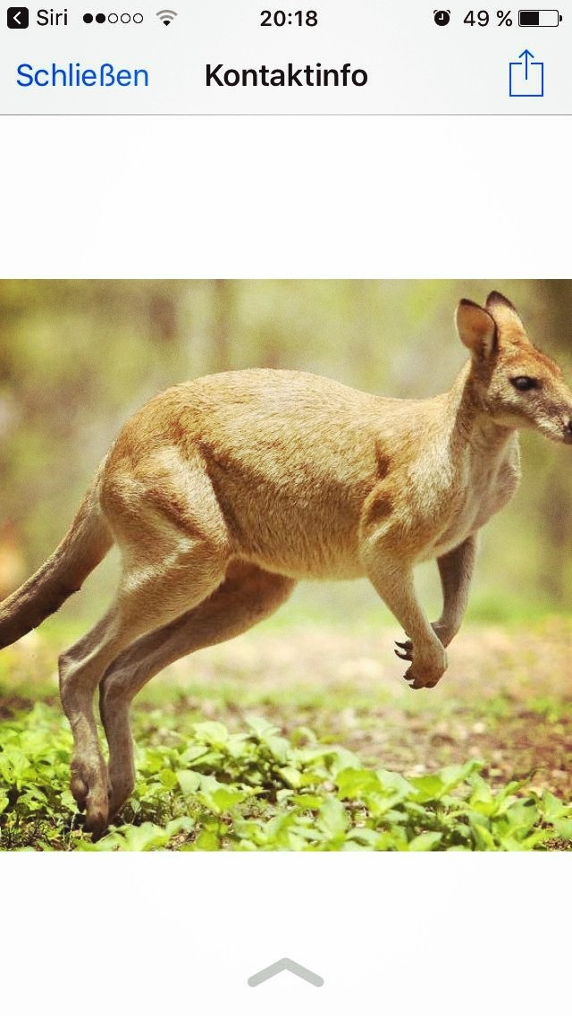 kanguruh