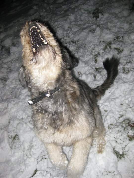 Catching Snowflakes