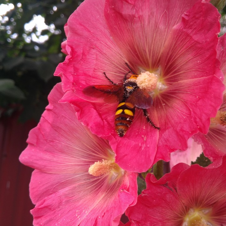 bumblebee and malva