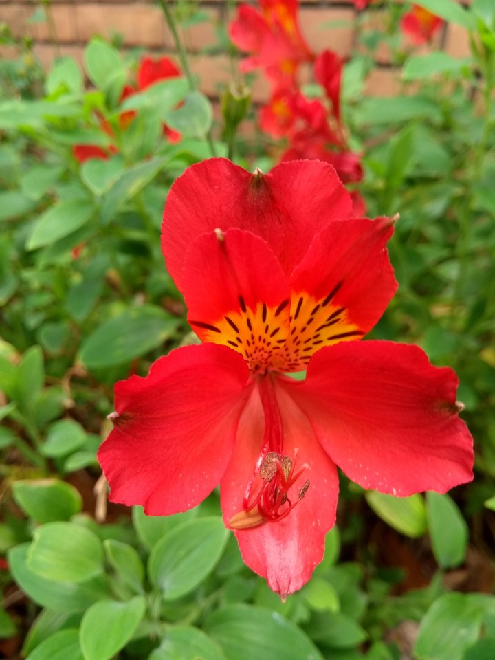 Rojo y verde.