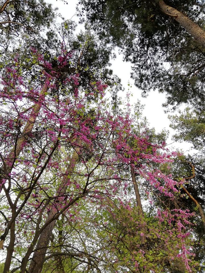 Spring in Town