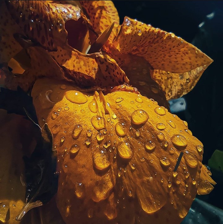Dew Drop