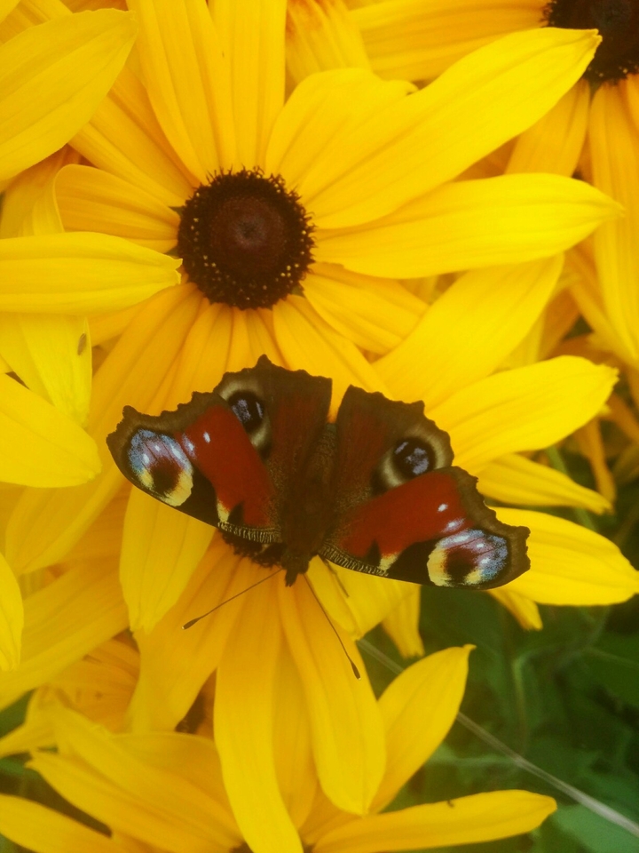 butterfly