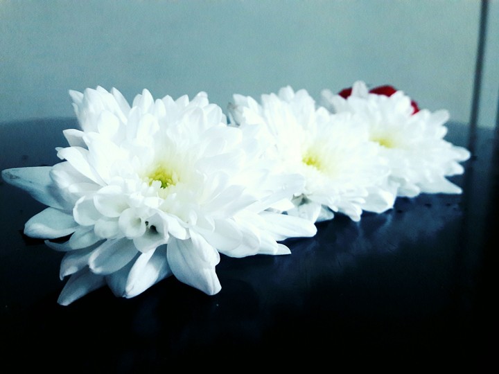 White with Red