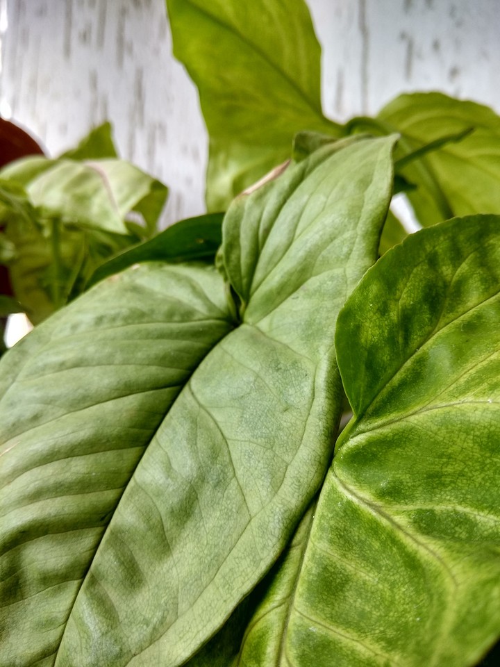 leaf