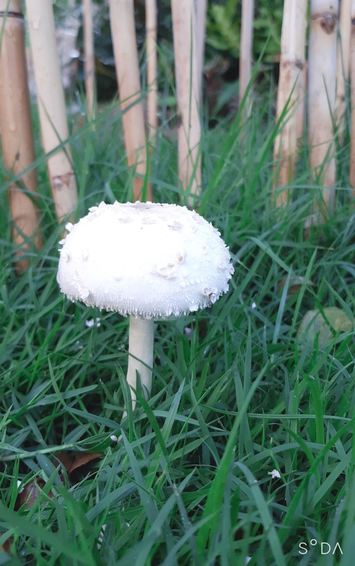 mushroom