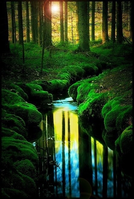 Forest