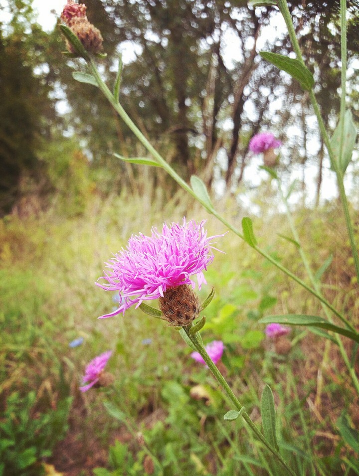 Pink flower