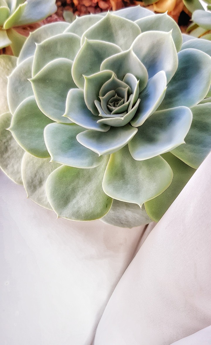 succulent