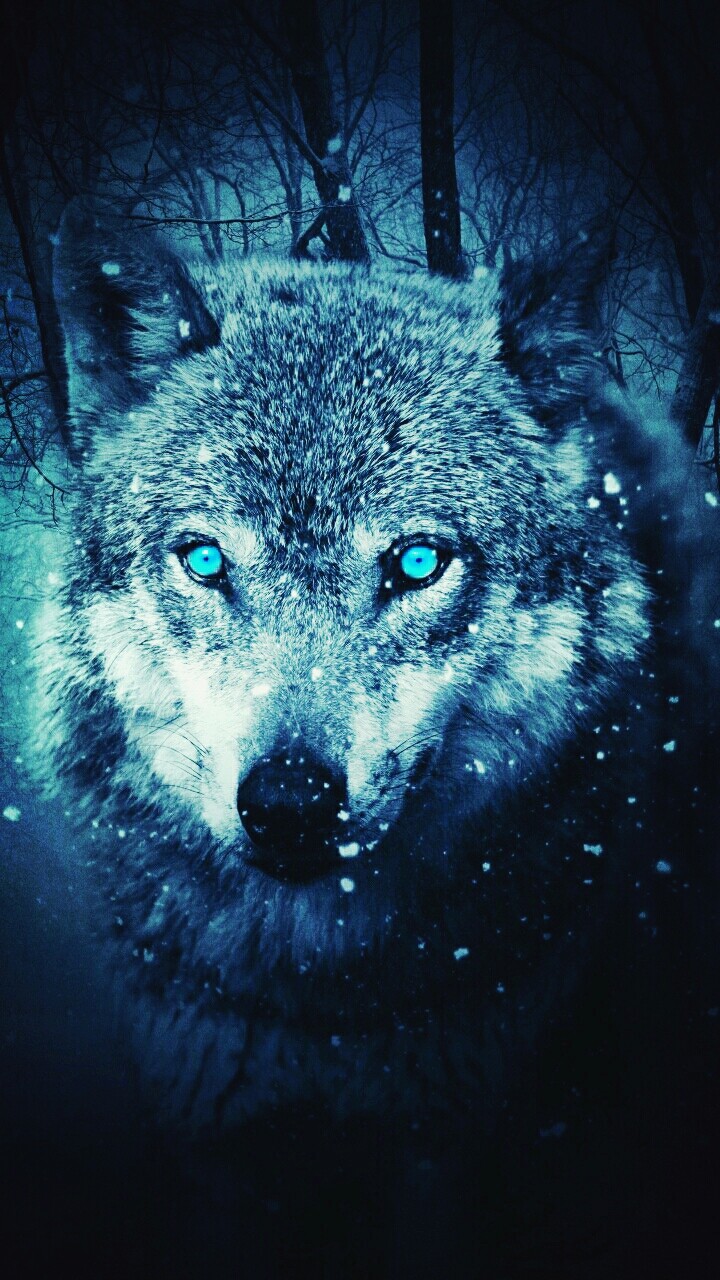 wolf