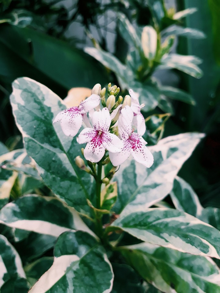 little flower