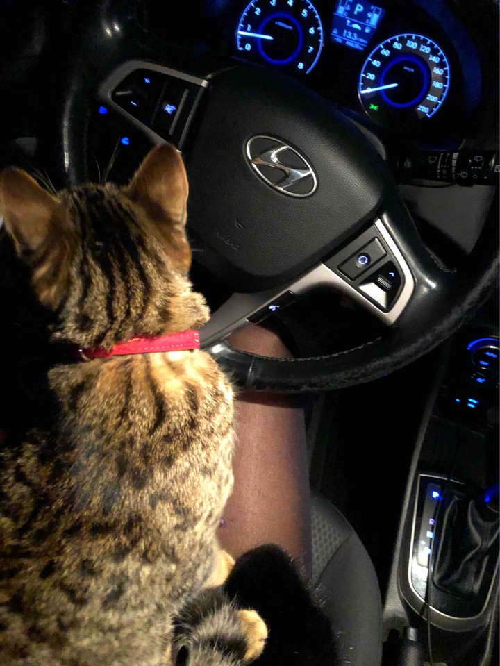 cat