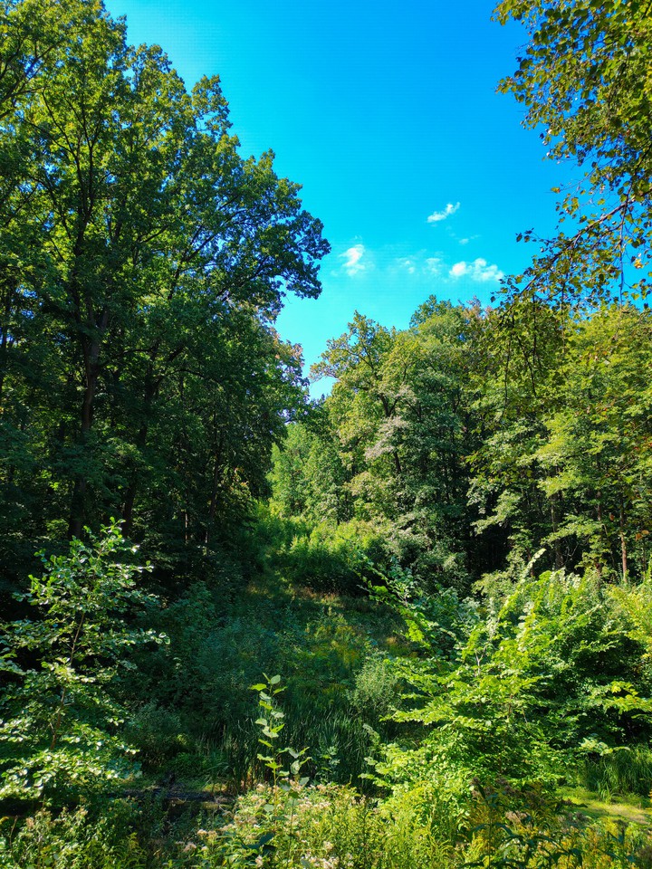 Forest | Лес