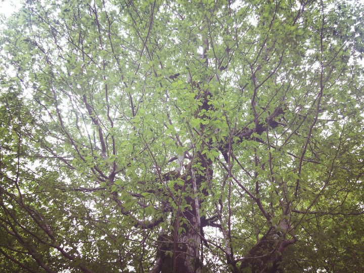 Iran _Gilan forests