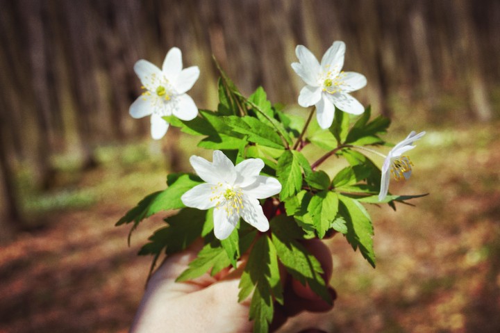 flower
