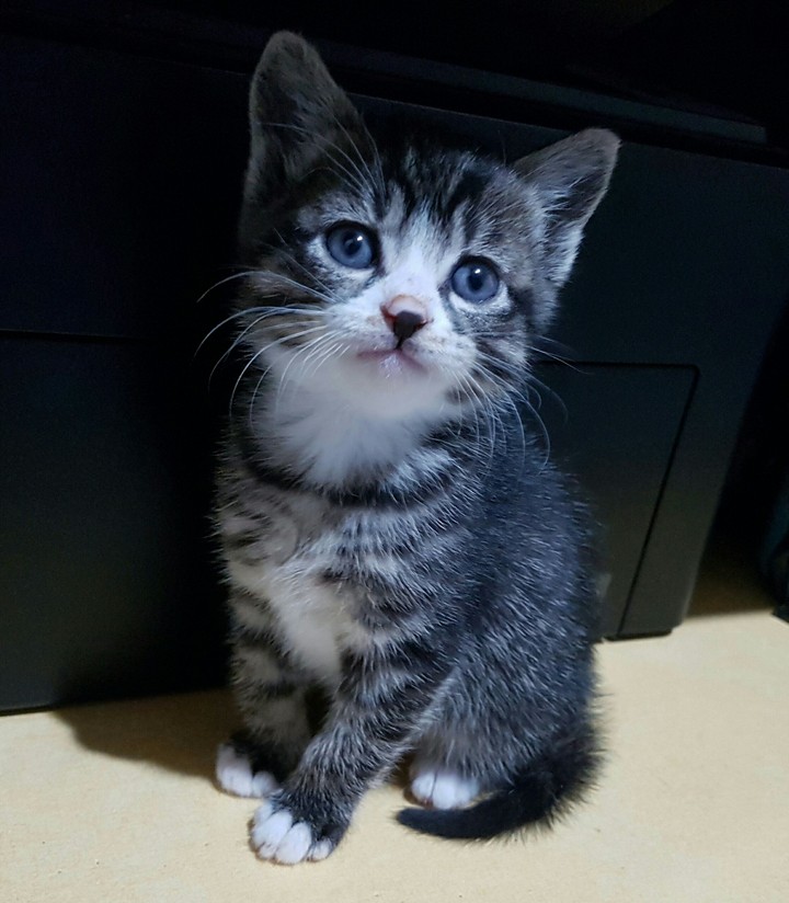 새끼고양이