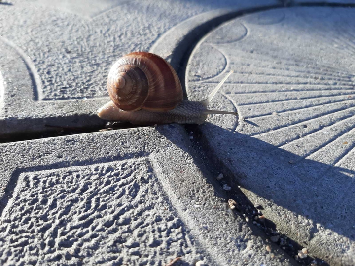 Snail