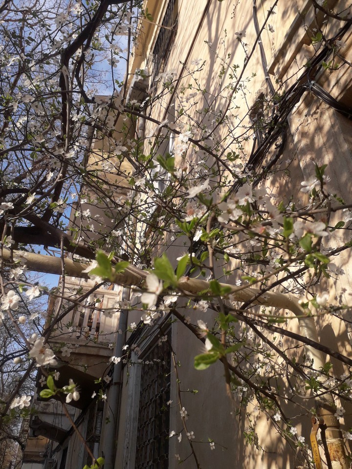 sprinq in Baku