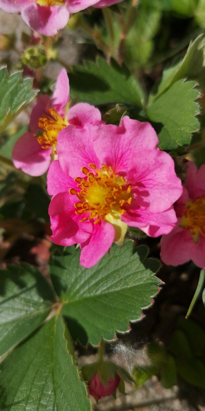 Rosa Erdbeerblüte