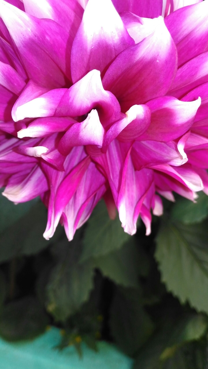 pink is my favorite